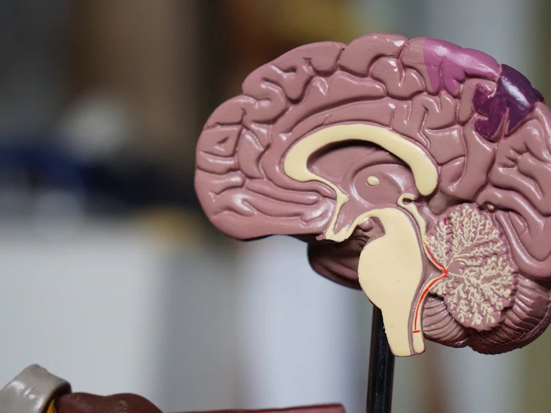Memory and Neuro Health at Health Global Point